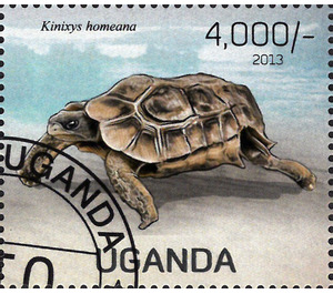Kinixys homeana - East Africa / Uganda 2013