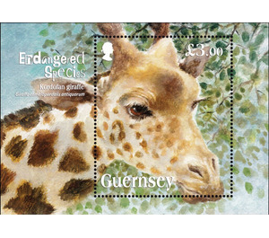 Kordofan Giraffe - Guernsey 2020