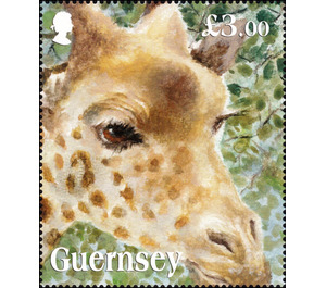 Kordofan Giraffe - Guernsey 2020 - 3