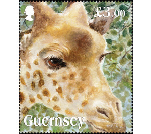 Kordofan Giraffe - Guernsey 2020 - 3