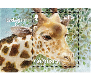 Kordofan Giraffe - Guernsey 2020