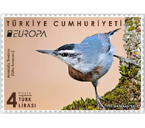 Krüper's Nuthatch (Sitta krueperi) - Turkey 2019 - 4