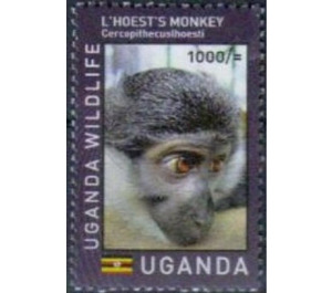 L'Hoest's Monkey (Allochrocebus lhoesti) - East Africa / Uganda 2017