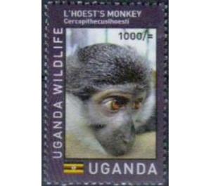 L'Hoest's Monkey (Allochrocebus lhoesti) - East Africa / Uganda 2017