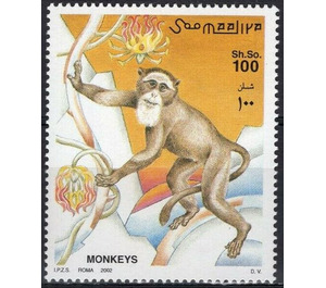 L'Hoest's monkey (Cercopithecus lhoesti) - East Africa / Somalia 2002