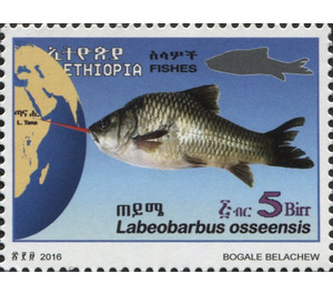 Labeobarbus osseensis - East Africa / Ethiopia 2017 - 5