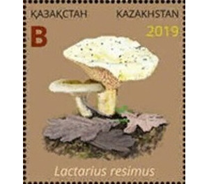 Lactarius resimus - Kazakhstan 2019