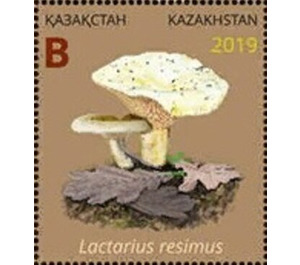 Lactarius resimus - Kazakhstan 2019