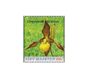 Lady's-slipper (Cypripedium calceolus) - Caribbean / Sint Maarten 2020