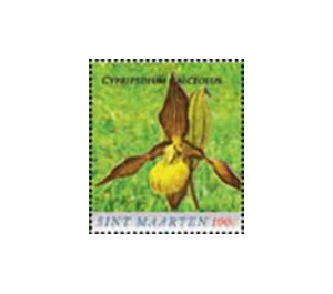 Lady's-slipper (Cypripedium calceolus) - Caribbean / Sint Maarten 2020