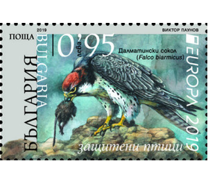Lanner Falcon (Falco biarmicus) - Bulgaria 2019 - 0.95
