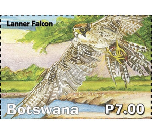 Lanner Falcon - South Africa / Botswana 2019 - 7