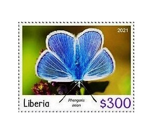 Large blue (Phengaris arion) - West Africa / Liberia 2021