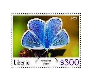 Large blue (Phengaris arion) - West Africa / Liberia 2021