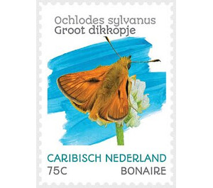 Large Skipper (Ochlodes sylvanus) - Caribbean / Bonaire 2020 - 75