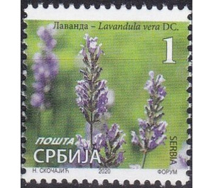 Lavender (Lavandula vera DC) - Serbia 2020 - 1