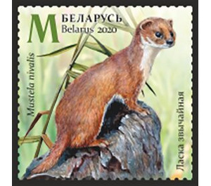 Least Weasel (Mustela nivalis) in Summer - Belarus 2020