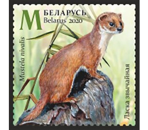 Least Weasel (Mustela nivalis) in Summer - Belarus 2020