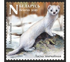 Least Weasel (Mustela nivalis) in Winter - Belarus 2020