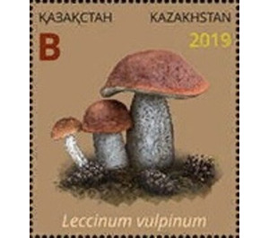 Leccinum vulpinum - Kazakhstan 2019