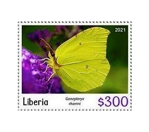 Lemon tree (Gonepteryx rhamni) - West Africa / Liberia 2021