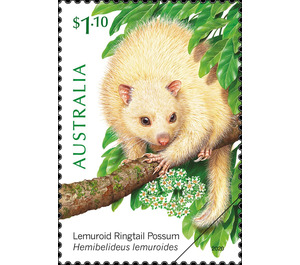 Lemuroid Ringtail Possum (Hemibelideus lemuroides) - Australia 2020 - 1.10