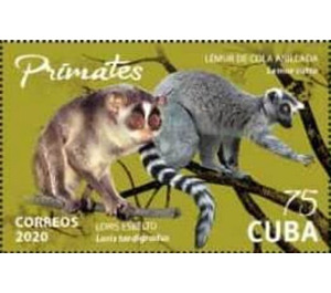 Lemurs - Caribbean / Cuba 2020