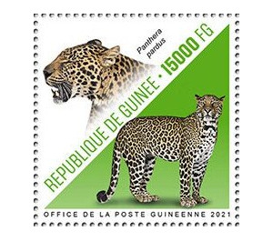 Leopard (Panthera pardus) - West Africa / Guinea 2021