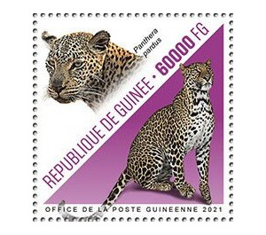 Leopard (Panthera pardus) - West Africa / Guinea 2021