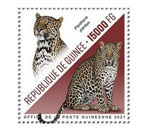 Leopard (Panthera pardus) - West Africa / Guinea 2021