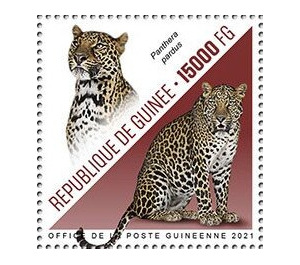 Leopard (Panthera pardus) - West Africa / Guinea 2021