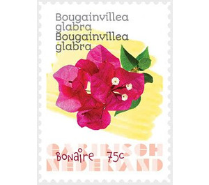 Lesser Bougainvillea (Bougainvillea glabra) - Caribbean / Bonaire 2020 - 75