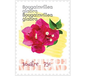 Lesser Bougainvillea (Bougainvillea glabra) - Caribbean / Bonaire 2020 - 75