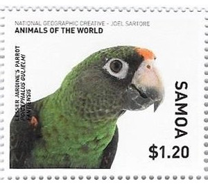 Lesser Jardine's Parrot - Polynesia / Samoa 2016 - 1.20