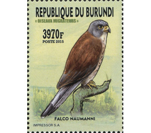 Lesser Kestrel (Falco naumanni) - East Africa / Burundi 2016