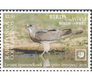 Levant Sparrowhawk - Cook Islands, Rarotonga 2019 - 2.50