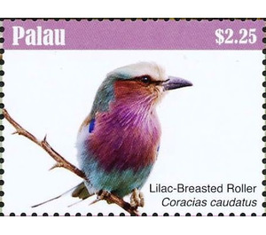 Lilac-breasted Roller    Coracias caudatus - Micronesia / Palau 2018 - 2.25