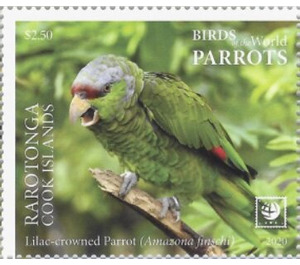 Lilac-Crowned Amazon (Amazona finschi) - Cook Islands, Rarotonga 2020 - 2.50