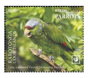 Lilac-Crowned Amazon (Amazona finschi) - Cook Islands, Rarotonga 2020 - 2.50