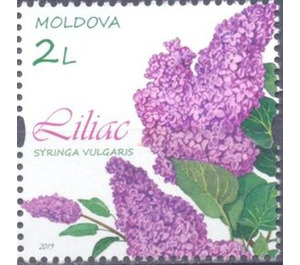 Lilac - Moldova 2019 - 2