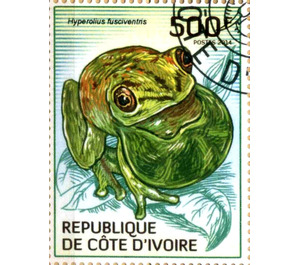 Lime Reed Frog (Hyperolius fusciventris) - West Africa / Ivory Coast 2014 - 500