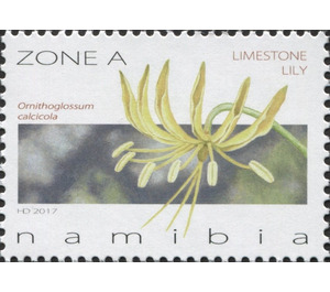 Limestone Lily - Ornithoglossum calcicola - South Africa / Namibia 2017