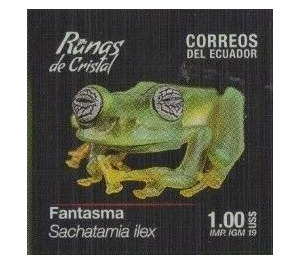 Limon Giant Glass Frog (Sachatamia ilex) - South America / Ecuador 2019 - 1