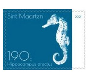 Lined Seahorse (Hippocampus erectus) - Caribbean / Sint Maarten 2021