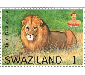 Lion (Panthera leo) - South Africa / Swaziland 2017