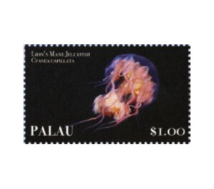 Lion's mane jellyfish (Cyanea capillata) - Micronesia / Palau 2019