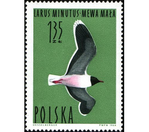 Little Gull (Larus minutus) - Poland 1964 - 1.35