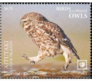 Little Owl - Aitutaki 2019 - 6.70