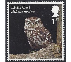 Little Owl - Athene noctua - United Kingdom 2018