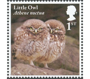 Little Owl chicks - Athene noctua - United Kingdom 2018